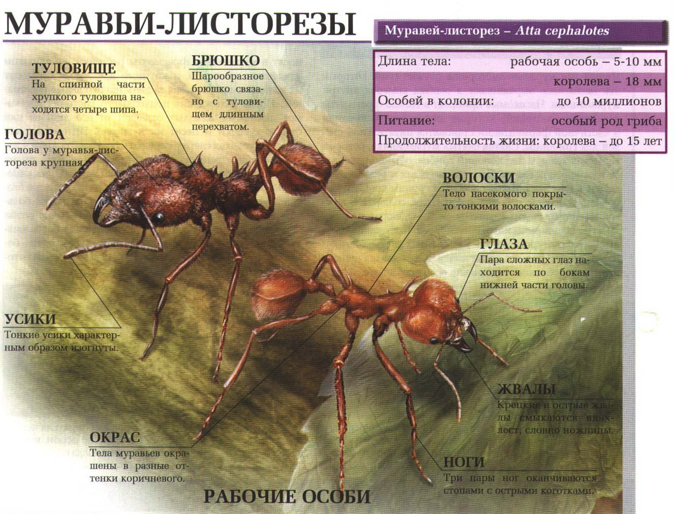 Описание муравья-листореза.