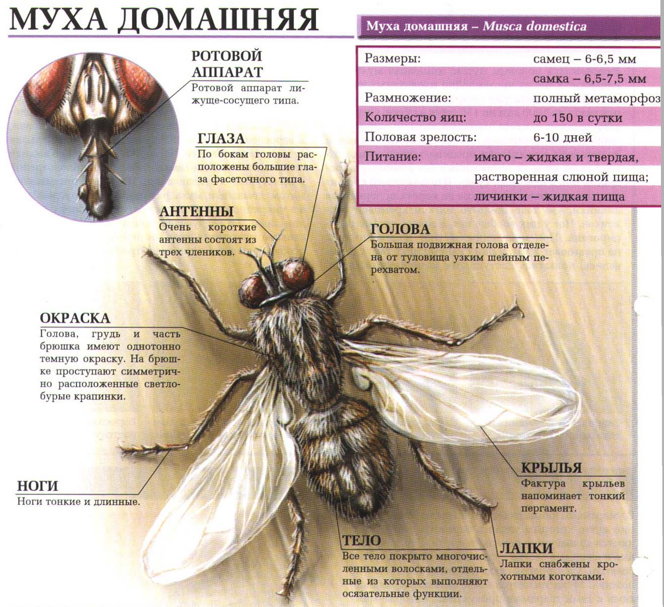 Описание домашней мухи.