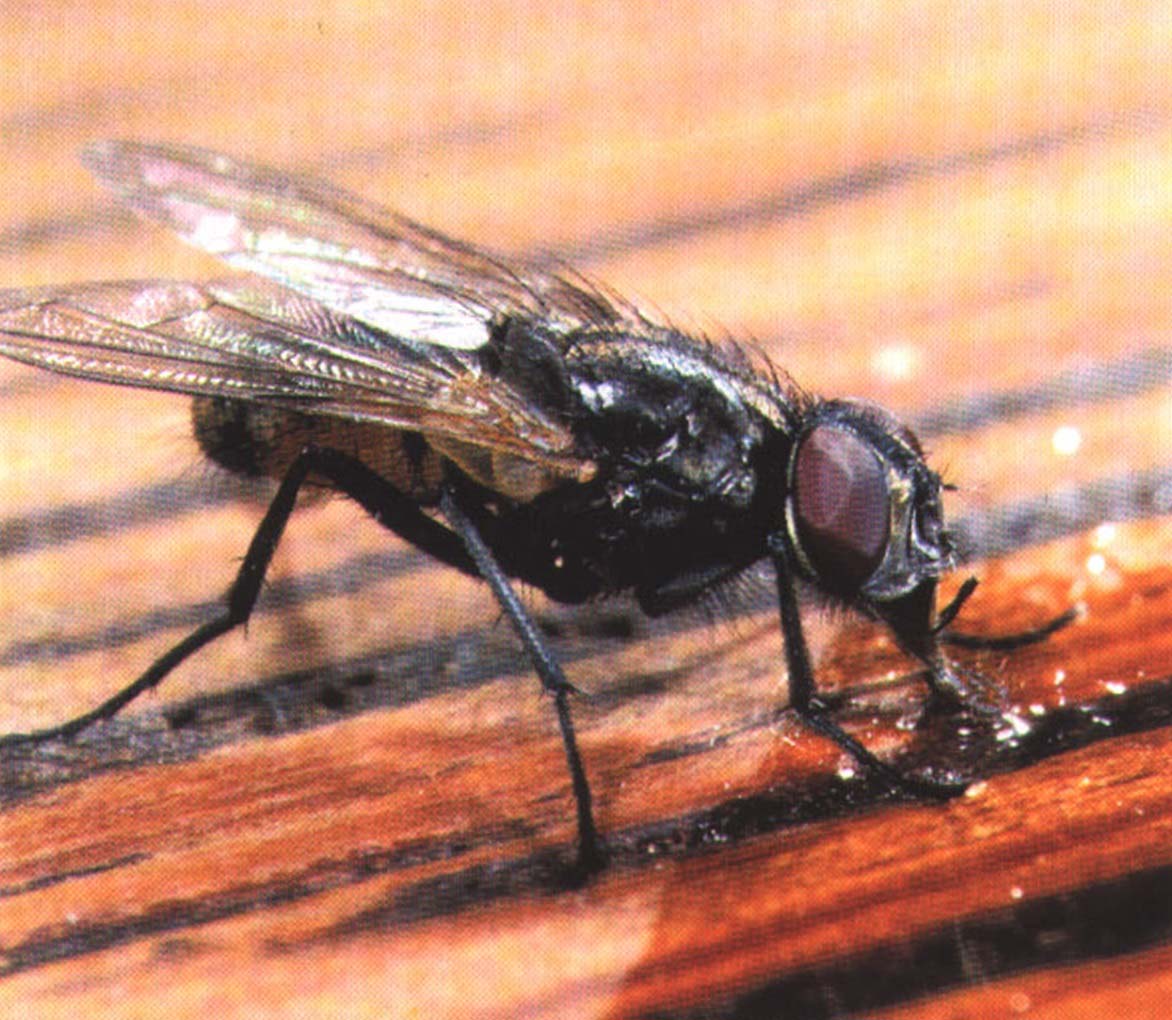 Вкусовые рецепторы мухи находятся у нее на лапках.