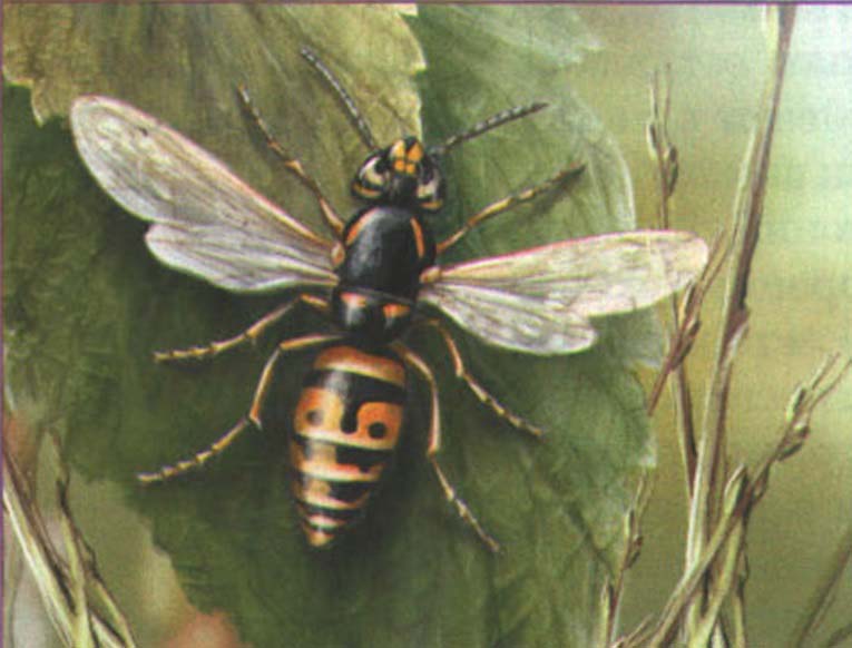 Рыжая оса (Vespula rufa).