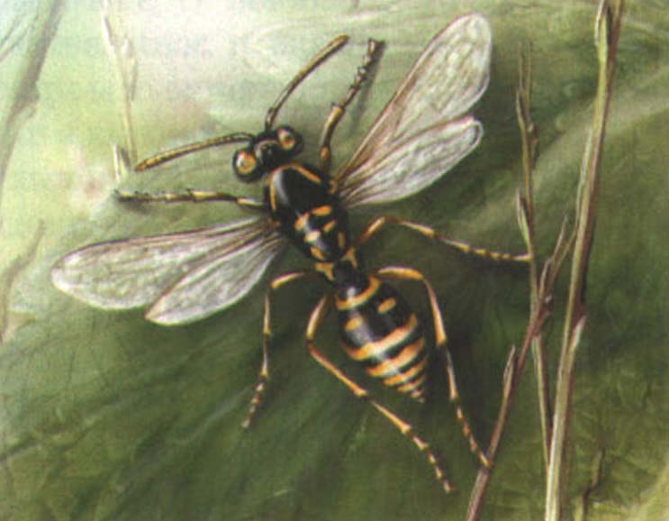 Полист (Polistes nimpha).
