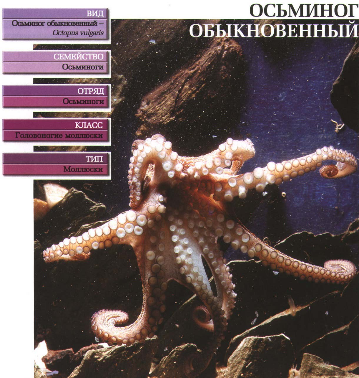 Систематика (научная классификация) обыкновенного осьминога. Octopus vulgaris.