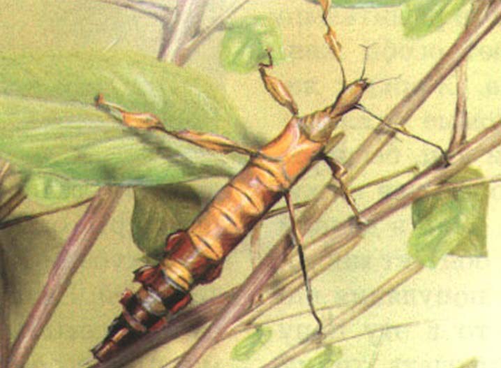 Палочник Extatosoma tiaratum.