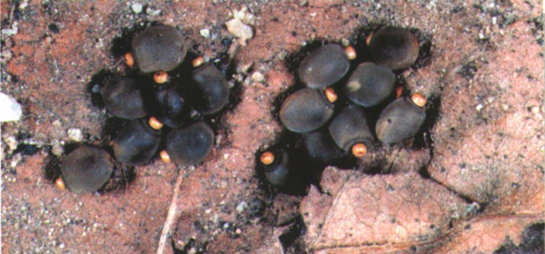 Овальные яйца палочников заключены в темно бурые капсулы со светлой крышечкой и напоминают видом семена растений.