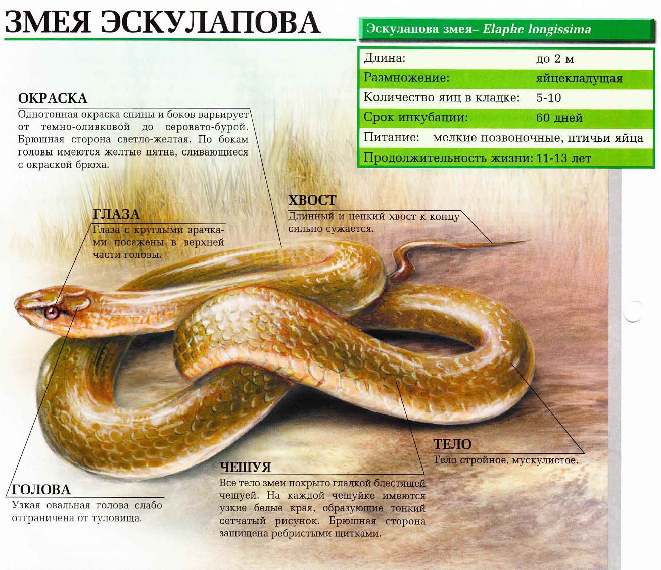 Описание эскулаповой змеи.