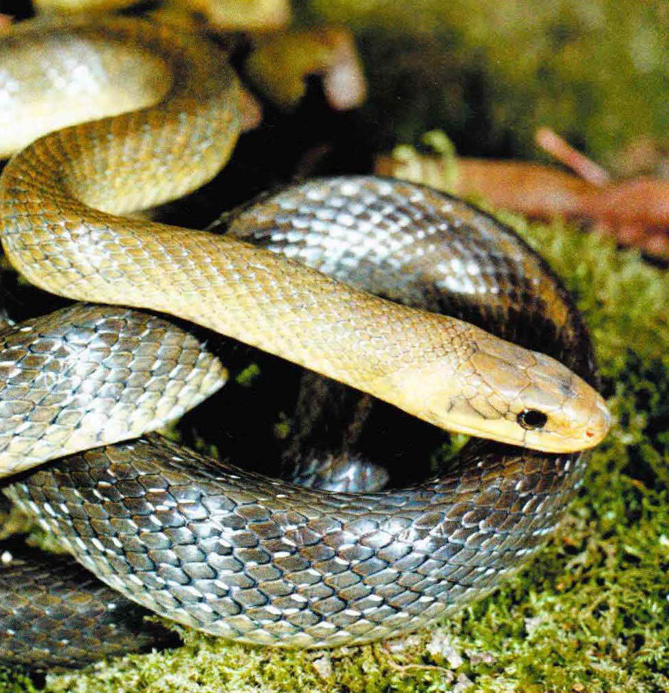 Неприметная однотонная окраска делает эскулапову змею невидимкой на пестром ковре из травы и листьев.