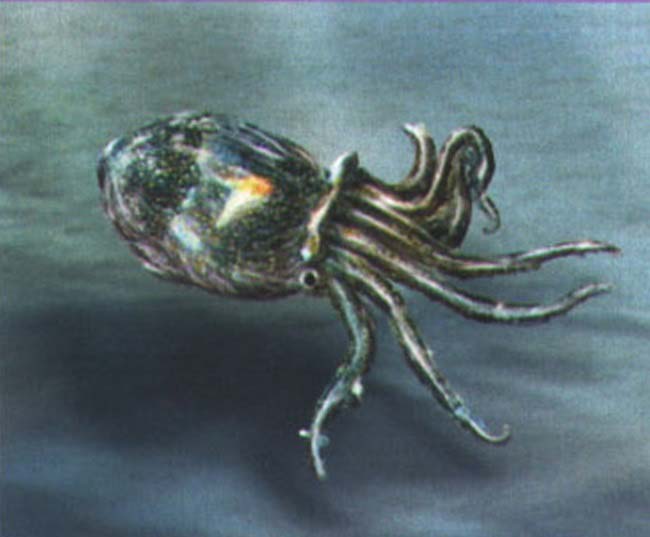 Болитен малый (Eledonella pygmaea).
