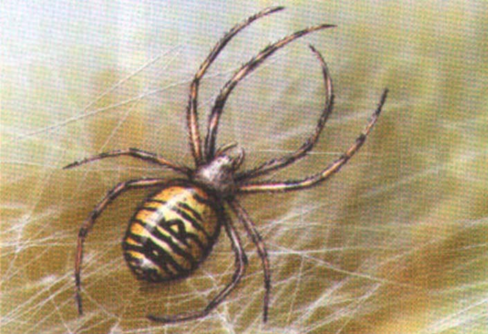 Argiope bruennichi.