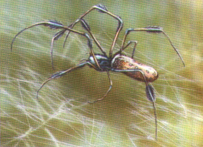 Nephila maculata.
