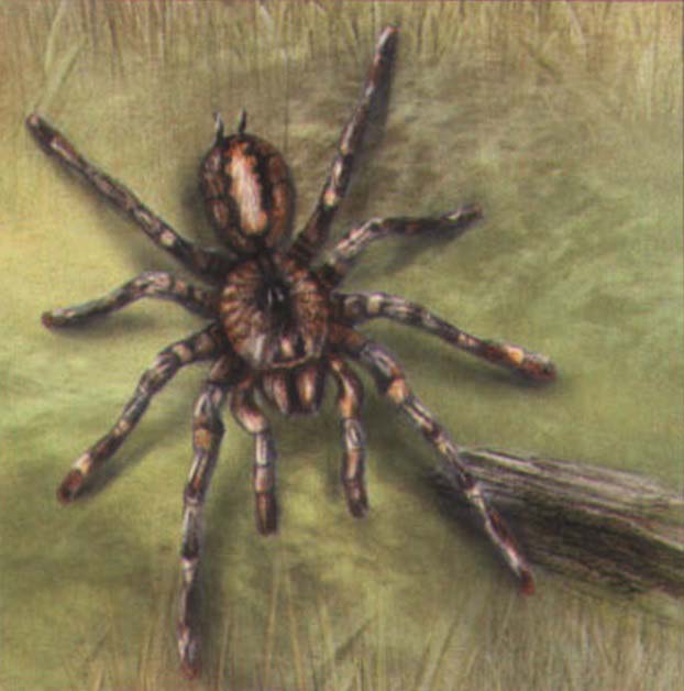 Poecilotheria regalis.