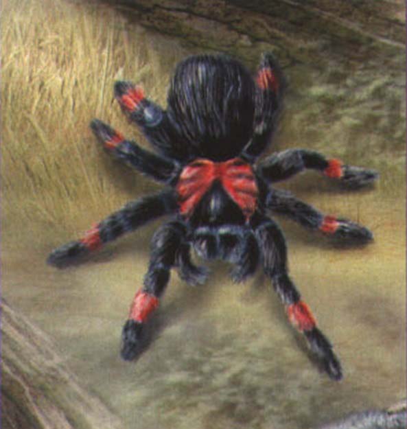 Brachypelma emilia.
