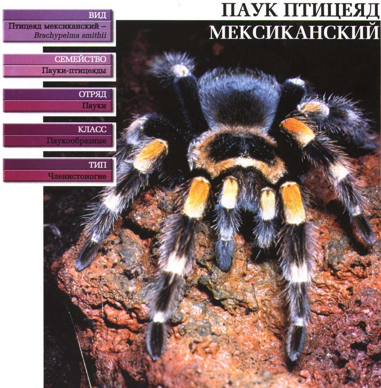 Систематика (научная классификация) мексиканского птицееда.  Brachypelma smithii.