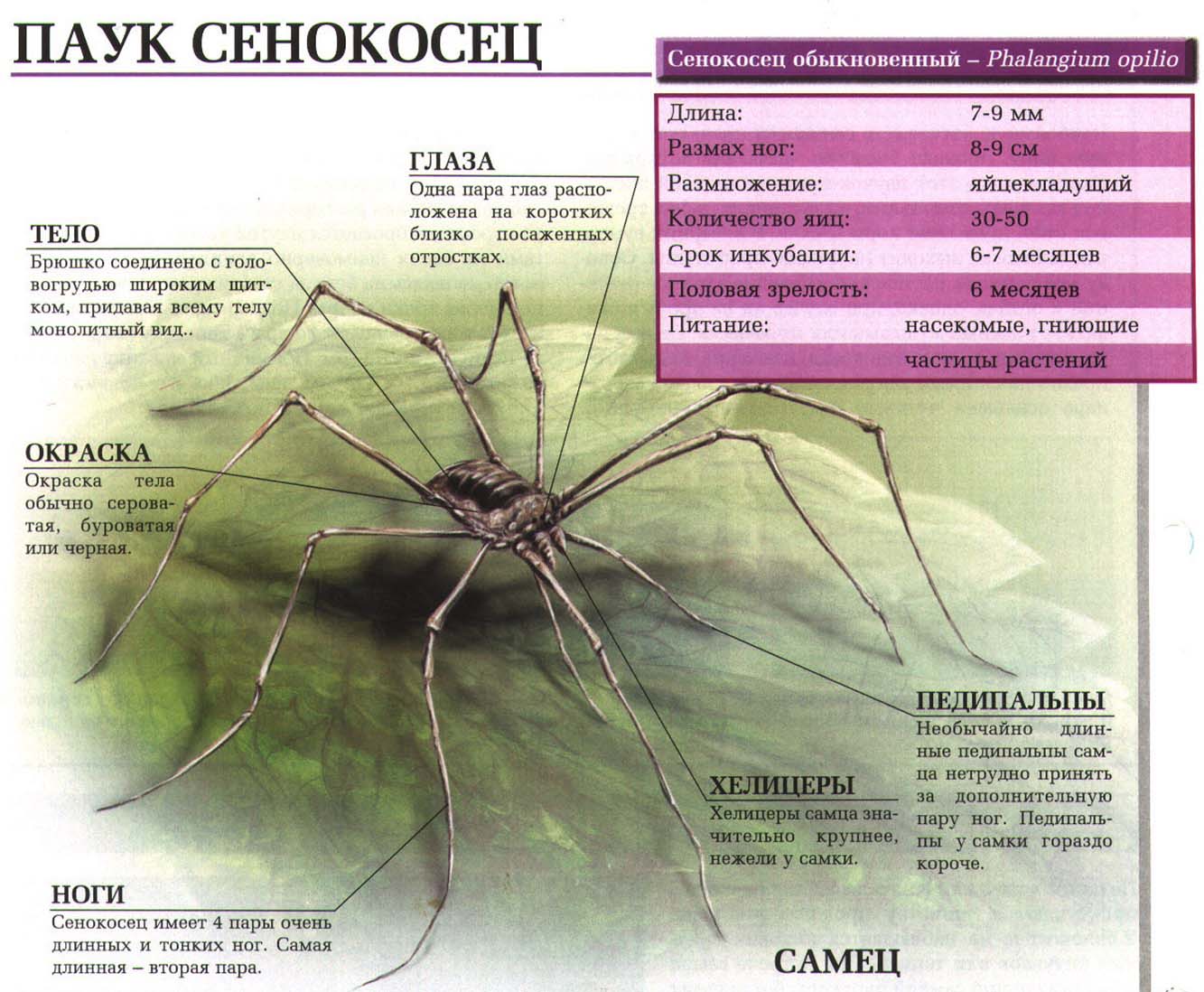 Описание паука сенокосца.