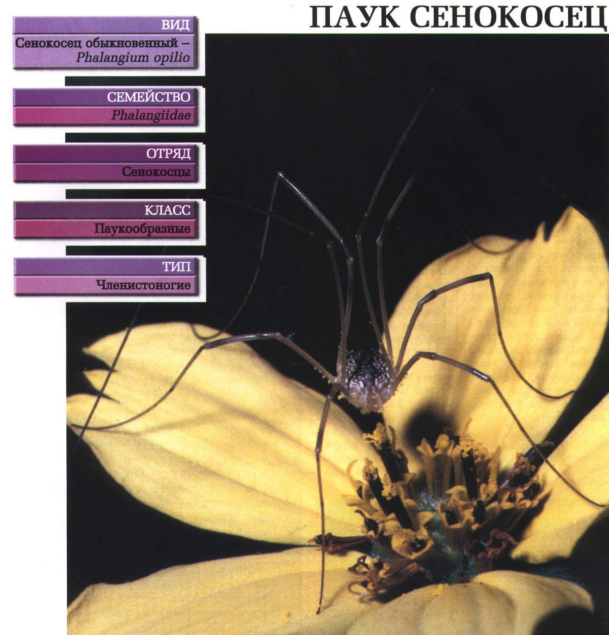 Систематика (научная классификация) паука сенокосца. Phalangium opilio.