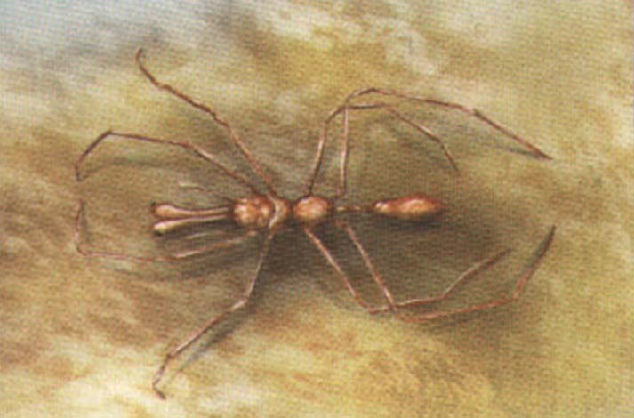 Муравьиный паук-скакун рода Myrmarachne.
