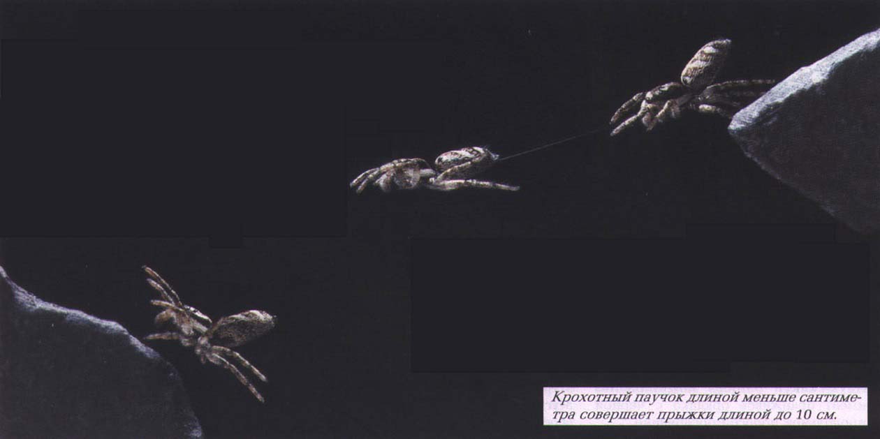 Крохотный паучок длиной меньше сантиметра совершает прыжки длиной до 10 см.