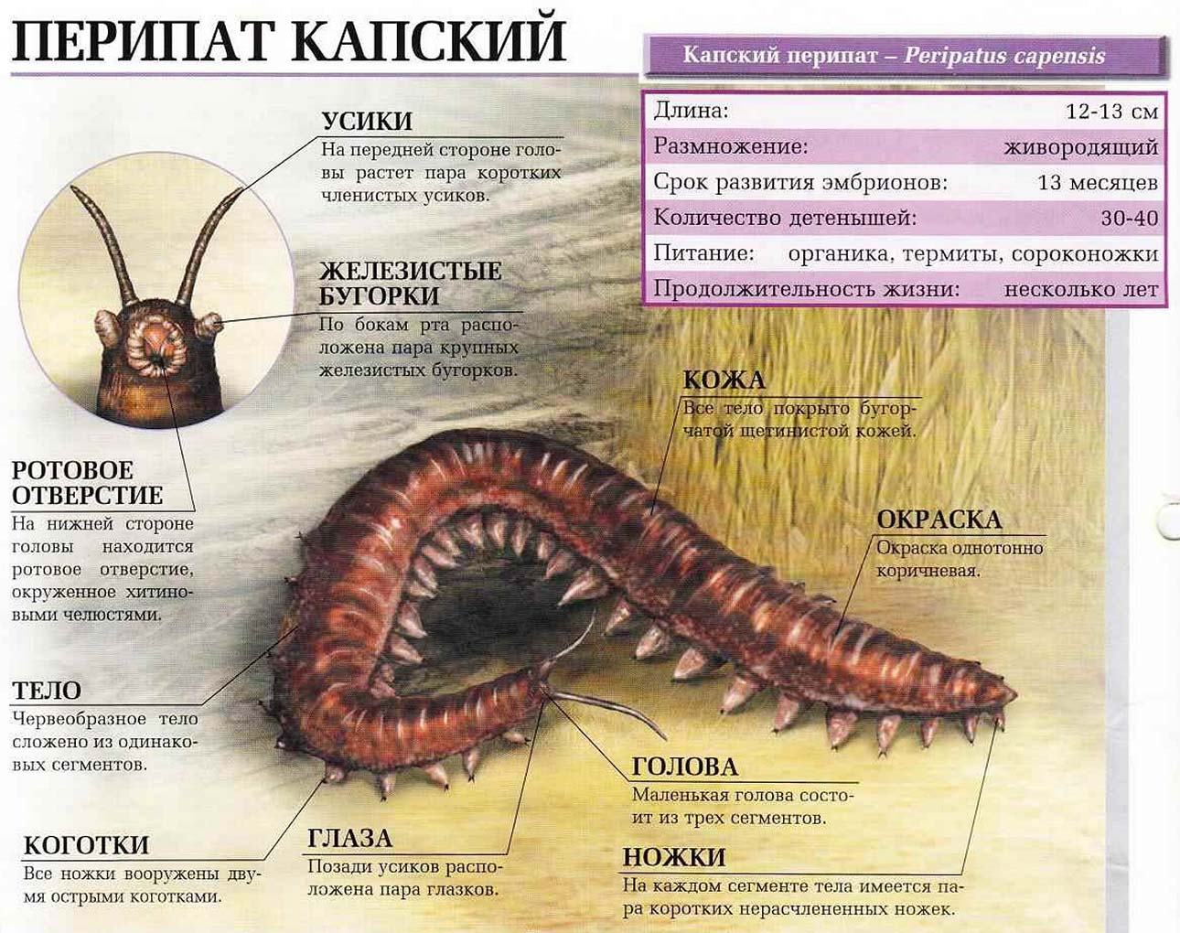 Описание перипата капского.