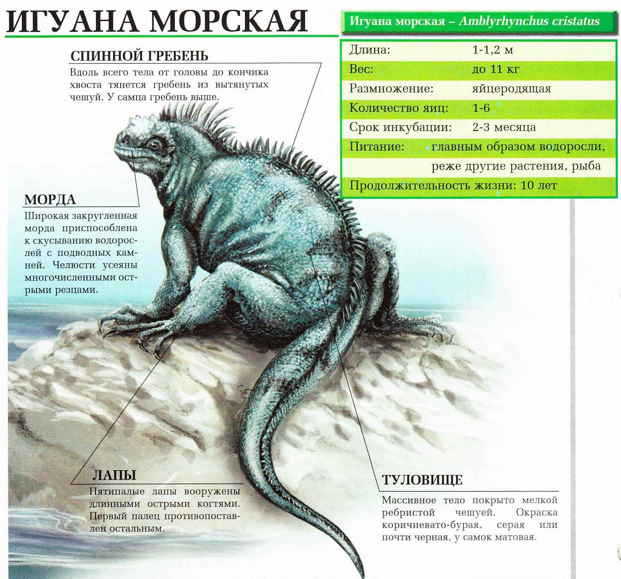 Описание морской игуаны.