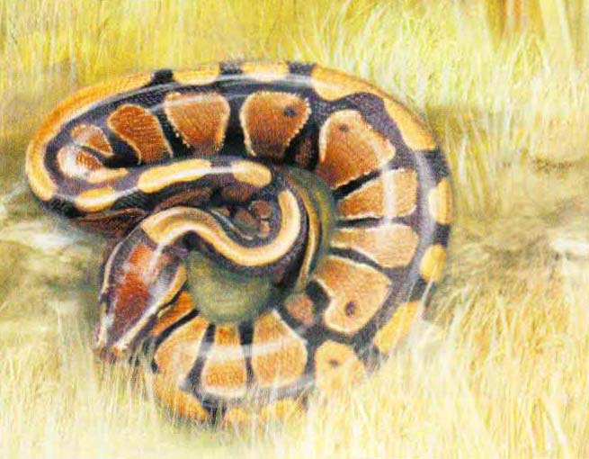 Королевский питон (Python regius).