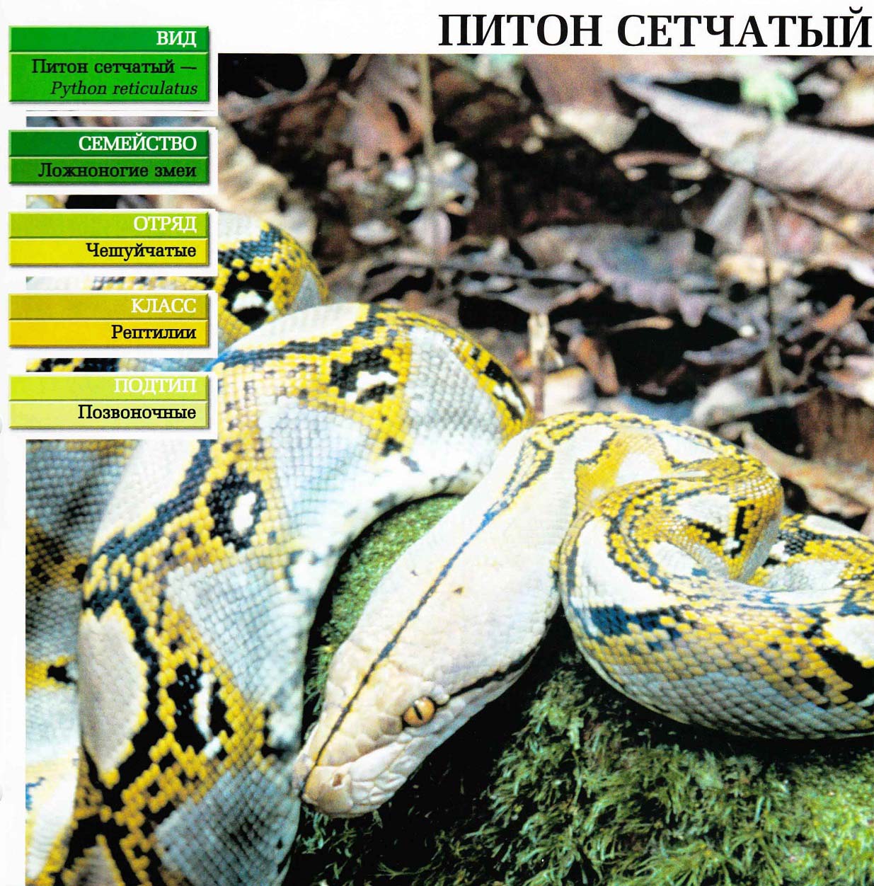 Систематика (научная классификация) питона сетчатого. Python reticulatus.