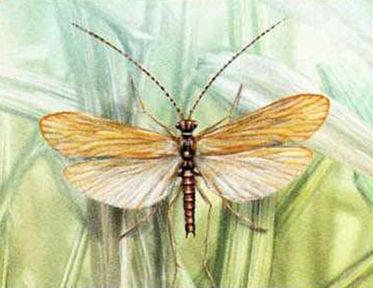 Гидропсихе (Hydropsyche guttata).