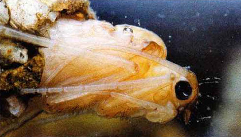 Личинка лимнофила окукливается после пятой линьки.