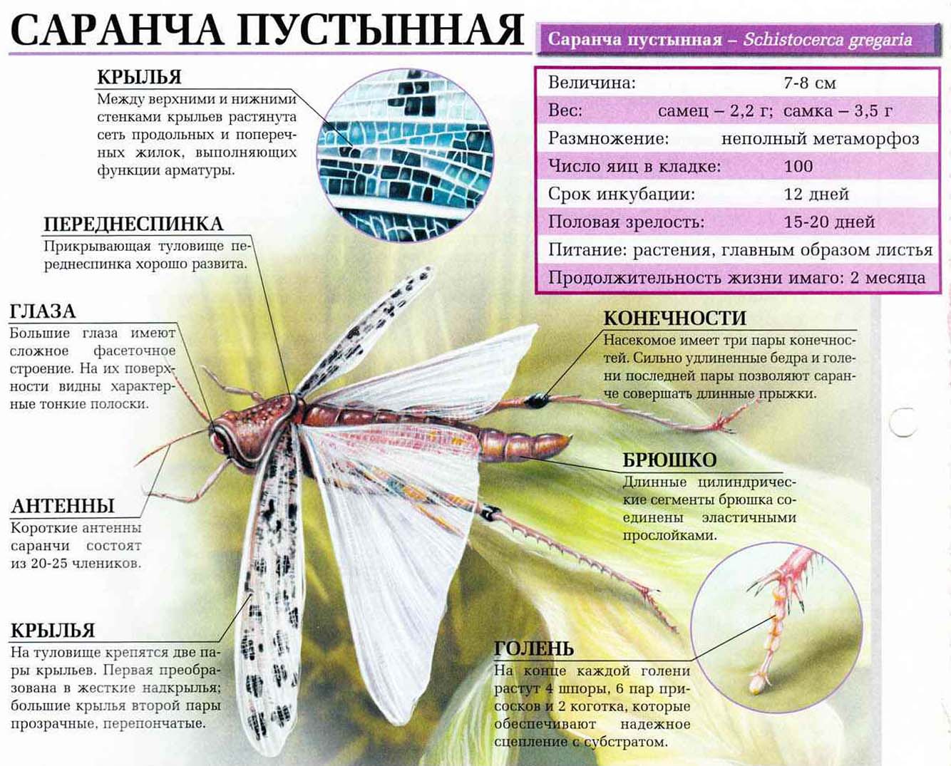 Описание пустынной саранчи.