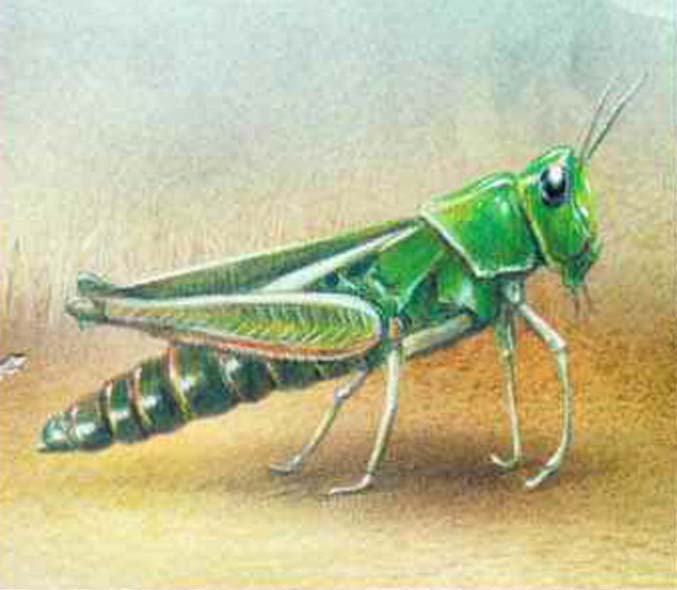 Травянка зеленая (Omocestus viridulus).