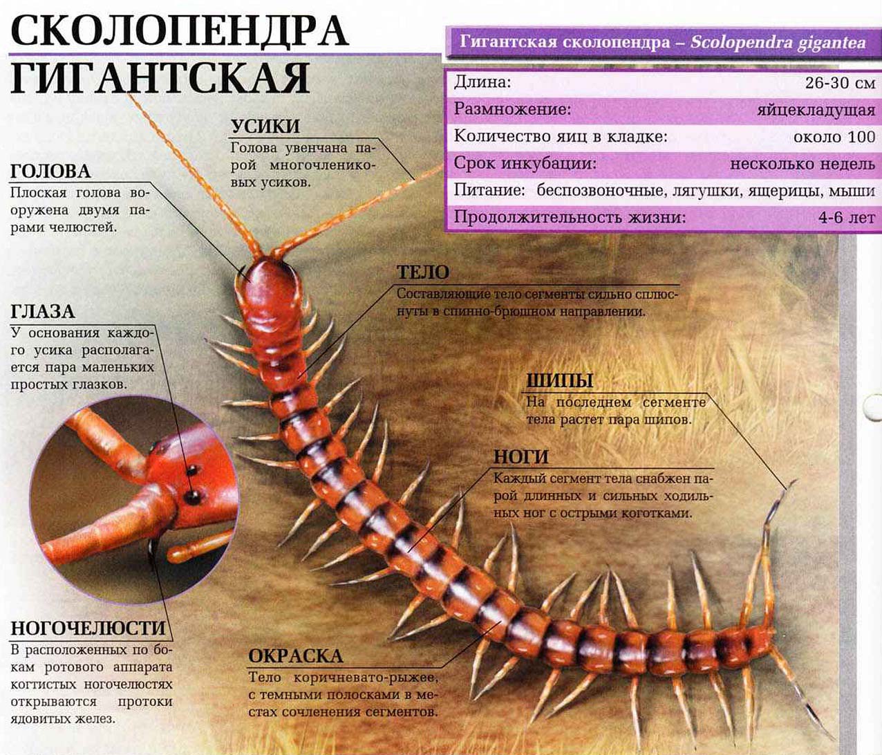 Описание гигантской сколопендры.