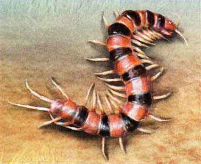 Кольчатая сколопендра (Scolopendra cingulata).