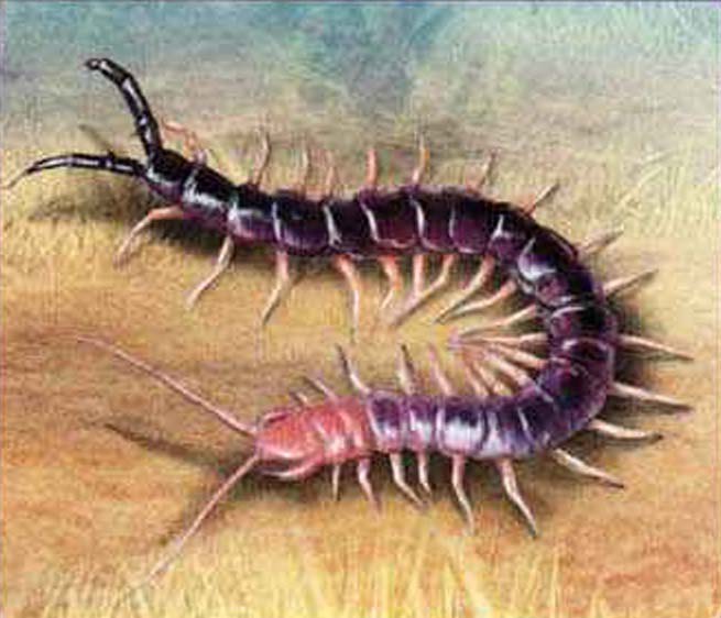 Калифорнийская сколопендра (Scolopendra heros).
