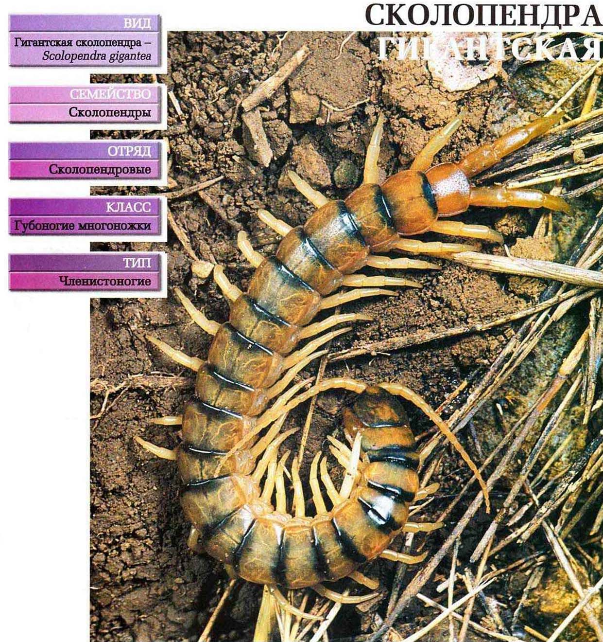 Систематика (научная классификация) сколопендры гигантской. Scolopendra gigantea.