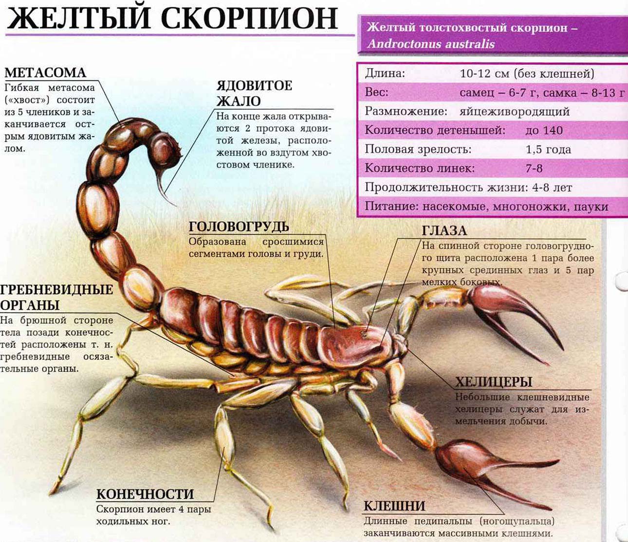 Описание желтого скорпиона.