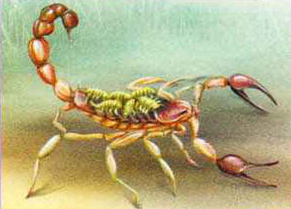 Юные скорпионы проводят первые дни жизни на материнской спине.