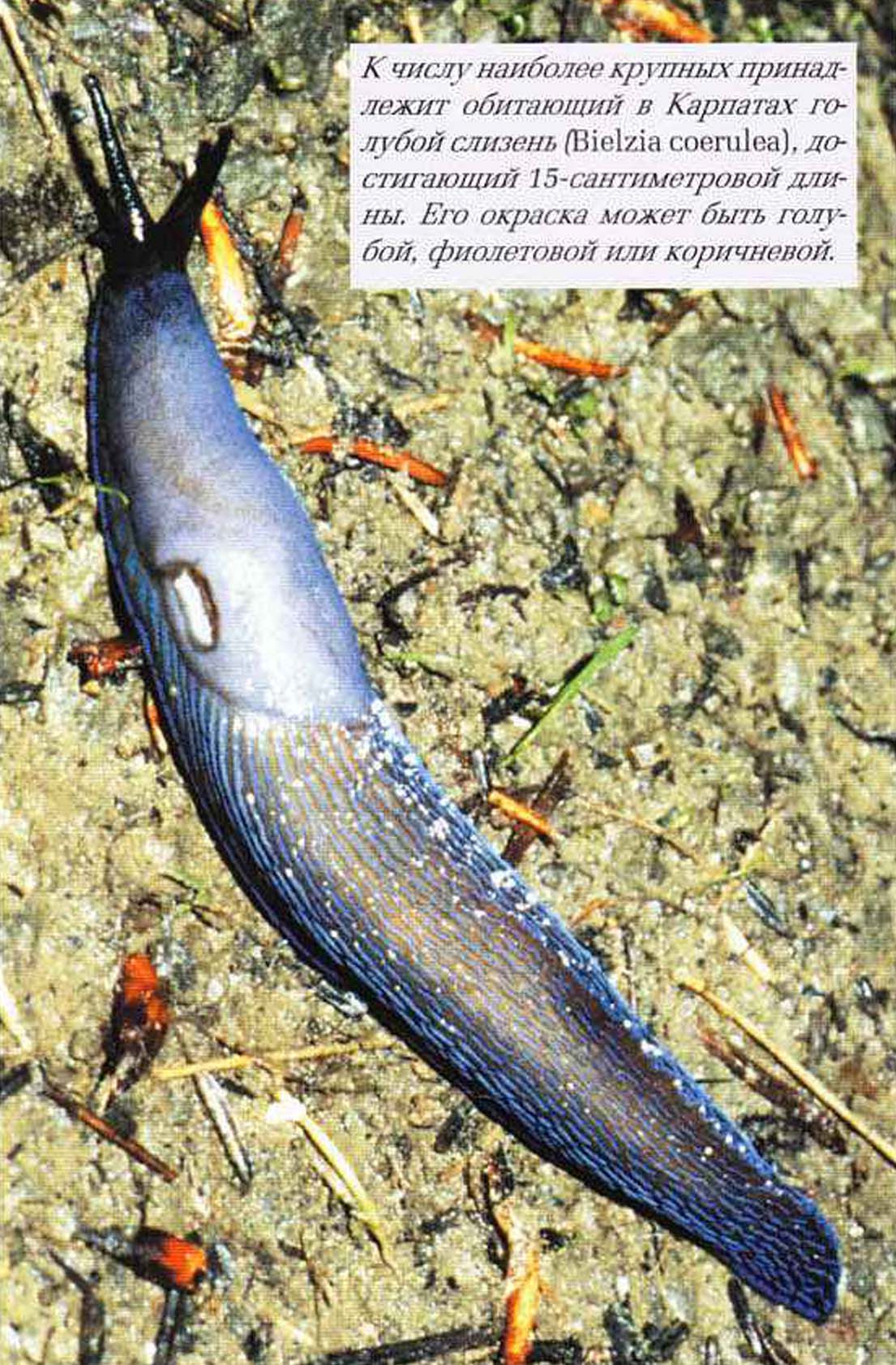 К числу наиболее крупных принадлежит обитающий в Карпатах голубой слизень (Bielzia coerulea), достигающий 15-сантиметровой длины. Его окраска может быть голубой, фиолетовой или коричневой.