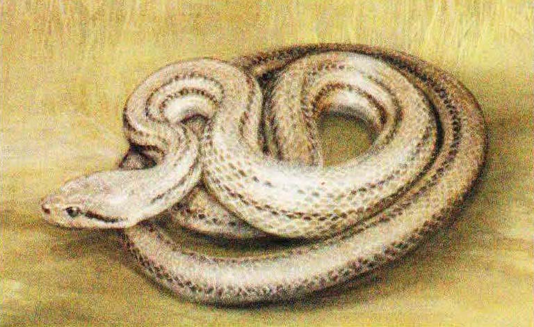 Четырехполосый лазающий полоз (Elaphe quatuorlineata).