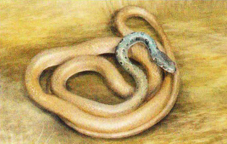 Изящный полоз (Coluber gracilis).
