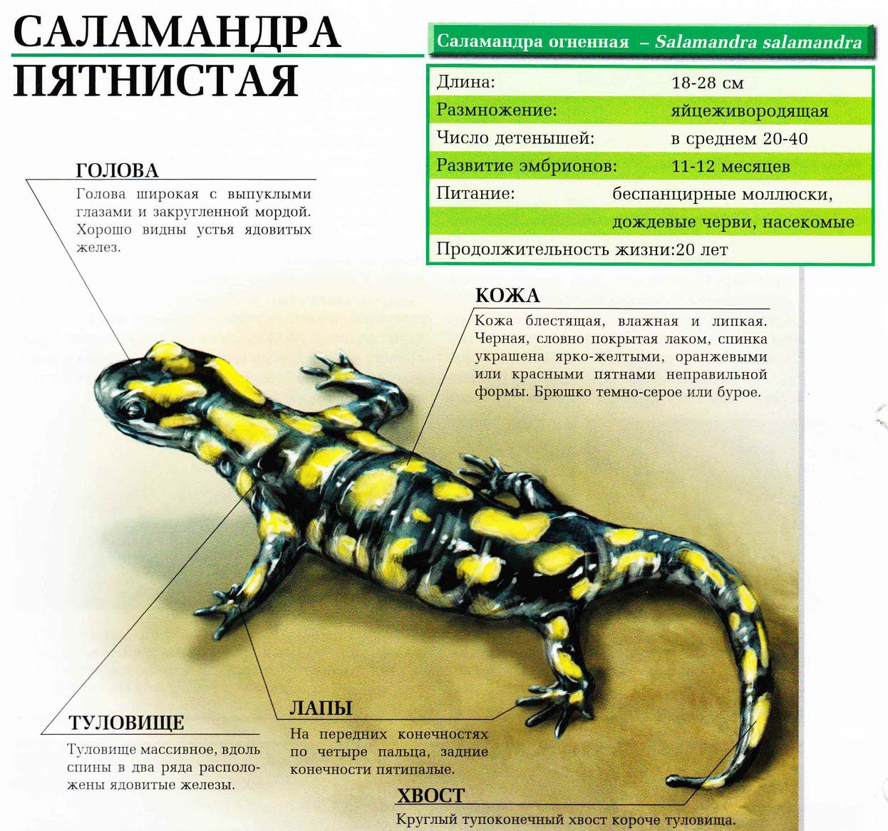 Описание пятнистой саламандры.