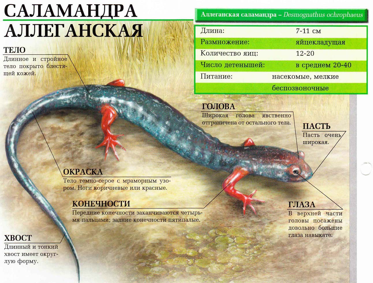 Описание аллеганской саламандры.