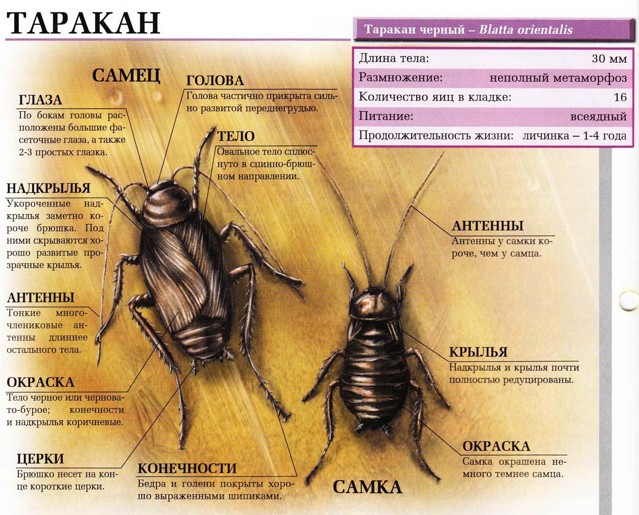 Описание чёрного таракана.