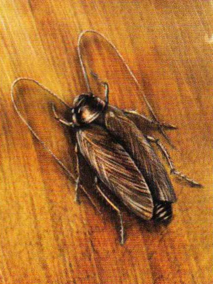 Лапландский таракан (Ectobius lapponicus).