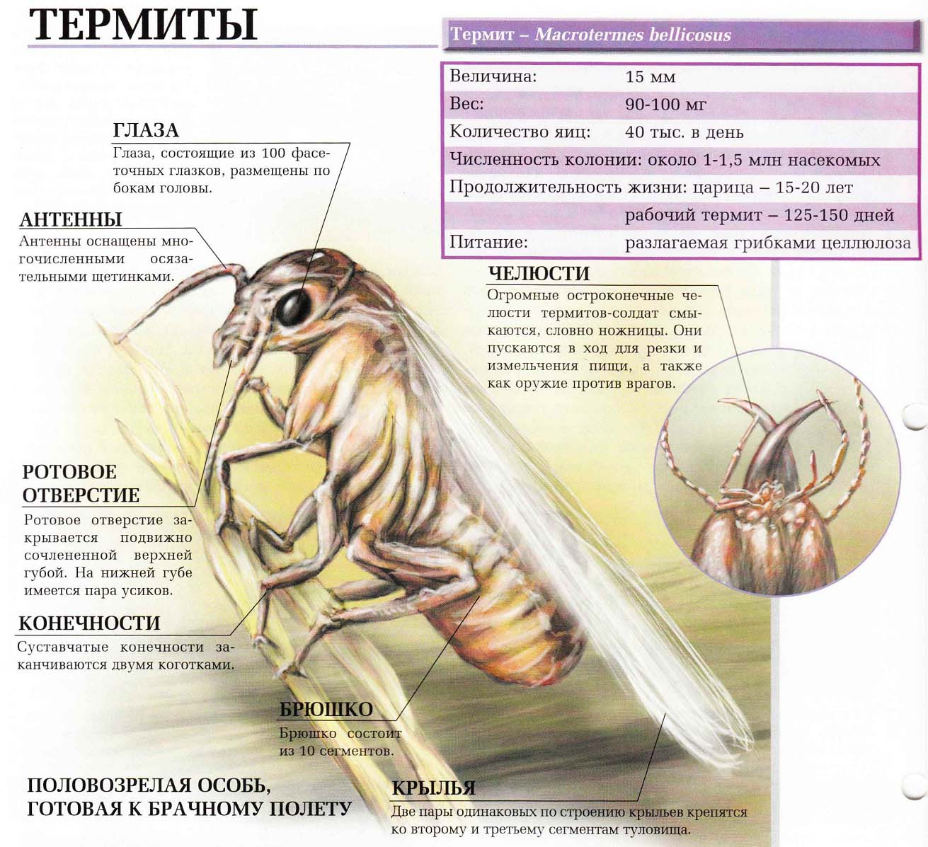 Описание термита.