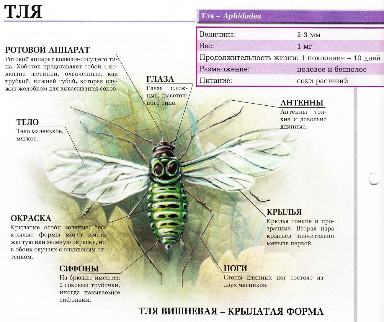 Описание тли.