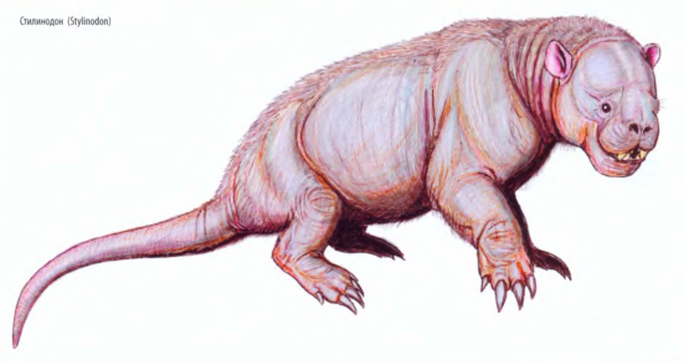 Стилинодон (Stylinodon).