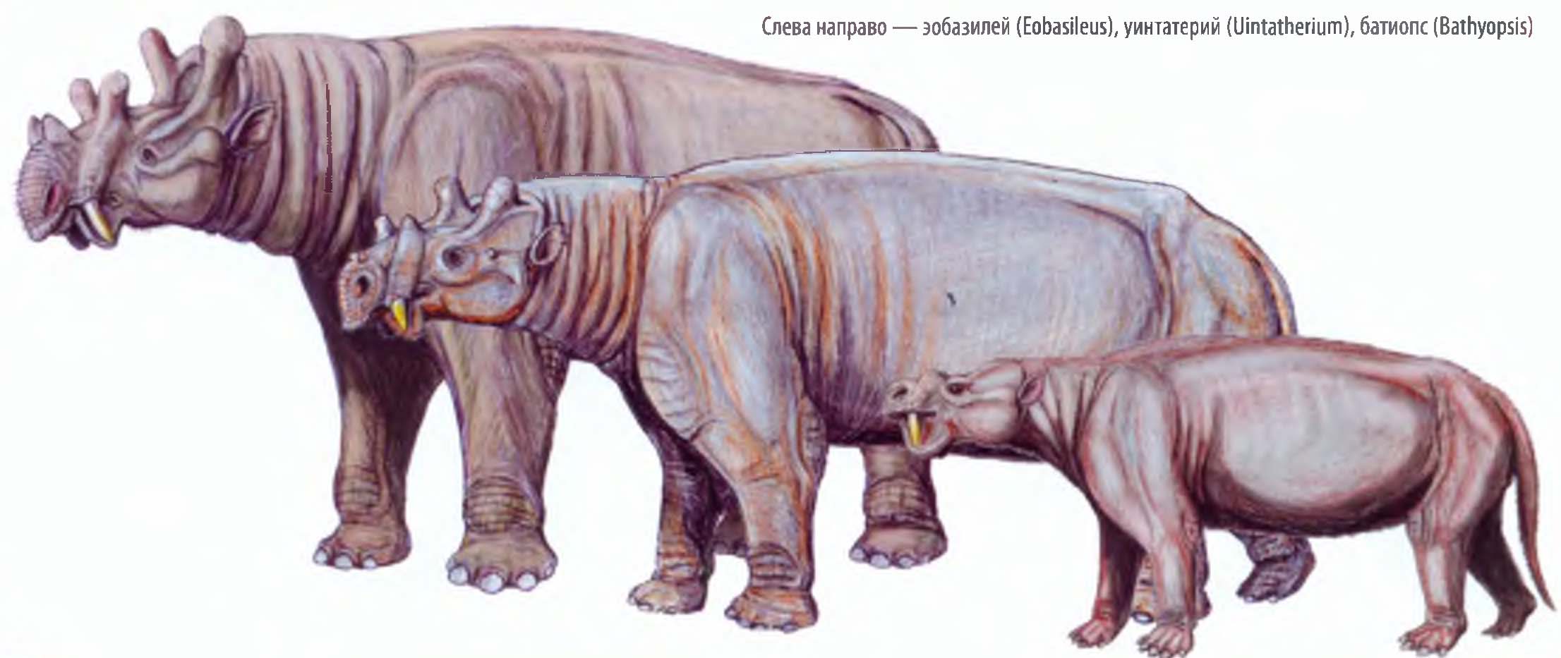 Слева направо — эобазилей (Eobasileus), уинтатерий (Uintatherium), батиопс (Bathyopsis).