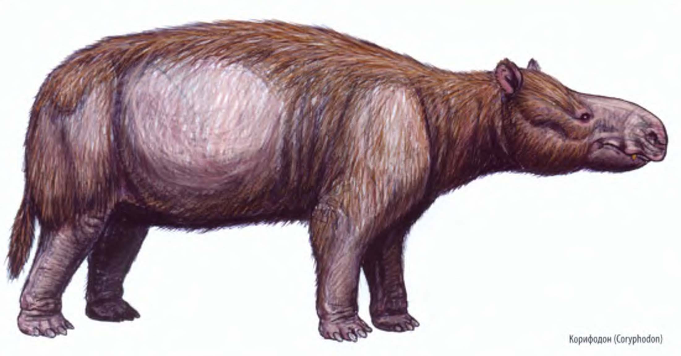 Корифодон (Coryphodon).