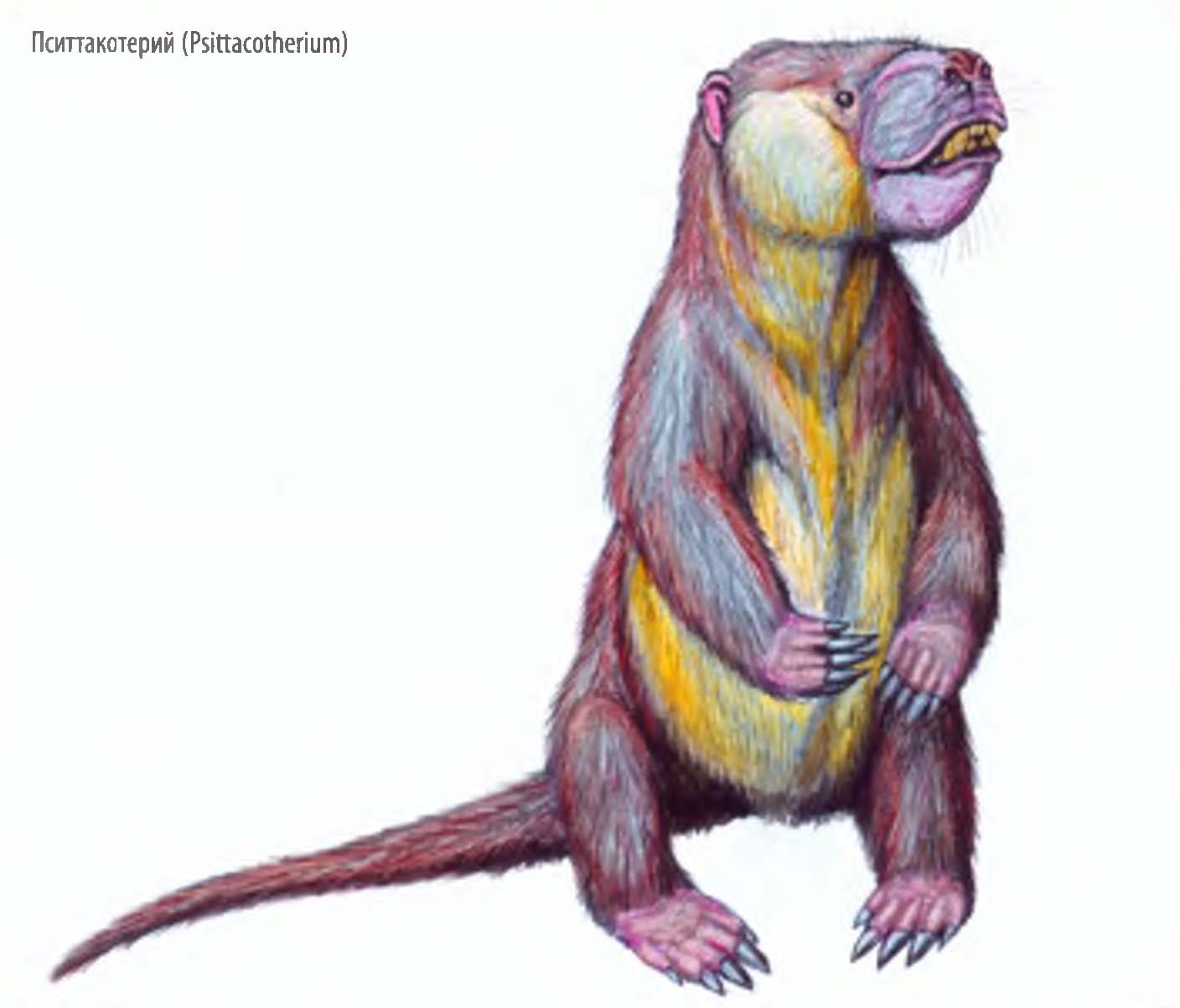 Пситтакотерий (Psittacotherium).