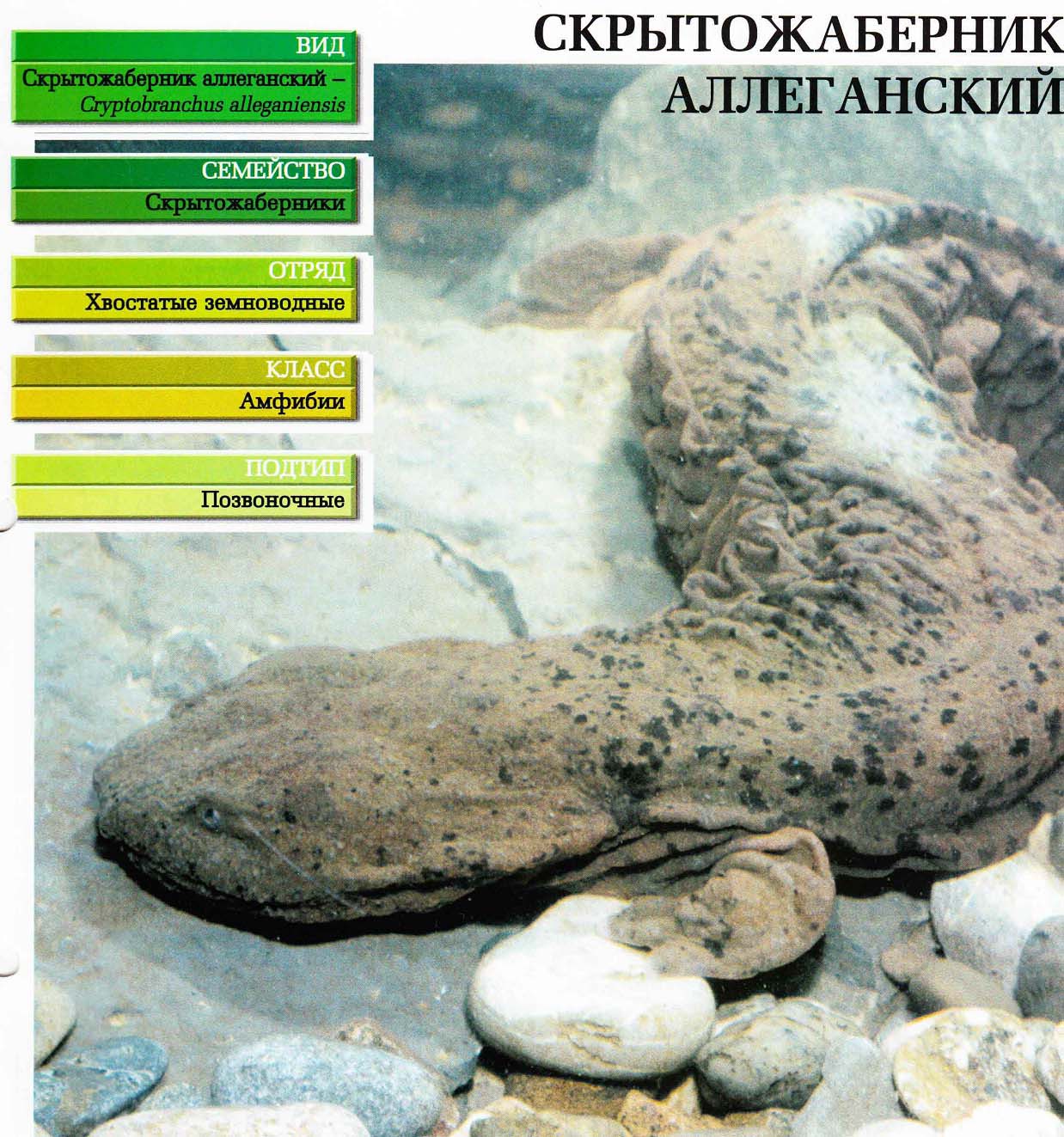 Систематика (научная классификация) скрытожаберника аллеганского. Cryptobranchus alleganiensis.