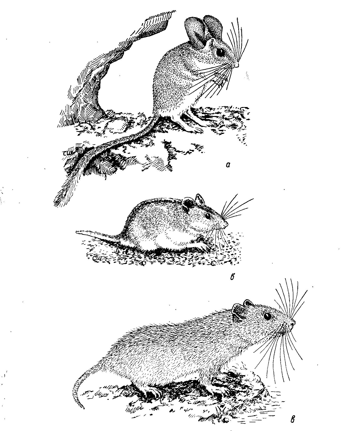 Рис. 1. Биологические типы хомяков Палеарктики.<br>а — Calomyscus urartensis Voronts. et Kartavtseva — конвергенция с Peromyscus crinitus Merriam и P. boylii Baird; б — Cricetulus (s. str.) barabensis Pall. — конвергенция с Malacothrix typicus Smith (Muridae); в — Tschershia triton de Winton — конвергенция с Arvicanthis Lesson; г — Phodopus sungorus sungorus Pall, в зимнем и летнем меху (по рис. К. К. Флёрова); д — Cricetus cricetus L., параллелизм с Mesocricetue Nehr. Рис. С. Л.- Шмуйлович. а, в, д — по Walker (1964); б — по фото В. А. Фоканова.