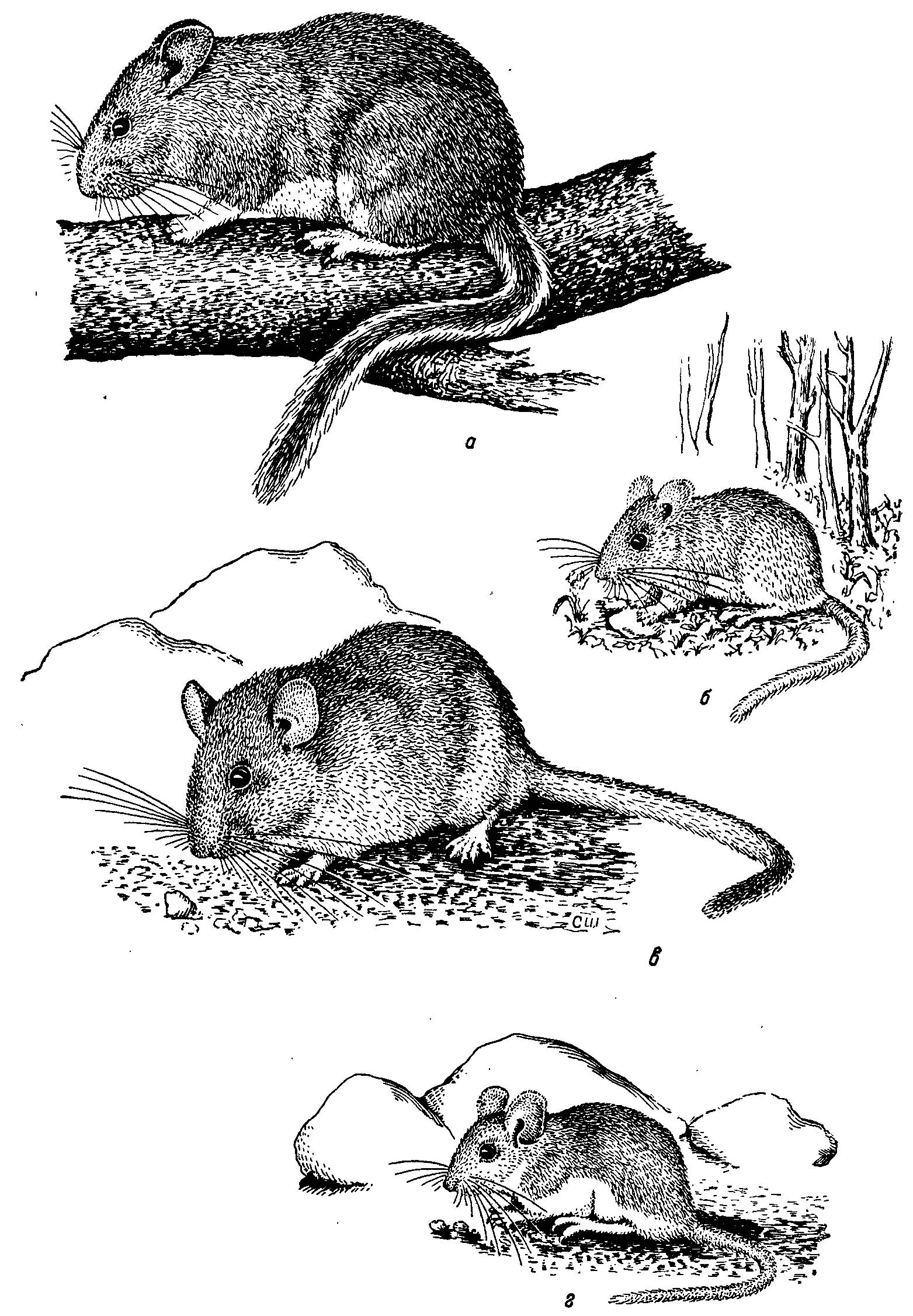 Рис. 2. Биологические типы хомяков Неарктики.<br>а — Neotoma (Teonoma) cinerea Ord — конвергенция с Glis Brisson (условно); б — Peromyscus leucopus Rafin.—конвергенция с Apodemus flavicollis Melchior; в — Neotoma (s. str.) albigula Hartley — конвергенция с песчанкам; г — Peromyscus truei Shufeldt — конвергенция с мышами.